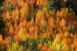 Arrowtown;autuminal;autumn;autumn-colour;autumn-colours;autumnal;Central-Otago;color;colors;colour;colours;deciduous;fall;leaf;leaves;N.Z.;near-Queenstown;New-Zealand;NZ;orange;Otago;rowan-tree;rowan-trees;S.I.;season;seasonal;seasons;SI;Sorbus-aucaparia;South-Is.;South-Island;Southern-Lakes;Southern-Lakes-District;Southern-Lakes-Region;Tobins-Track;Tobins-Track;tree;trees;yellow