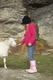 agricultural;agriculture;Animal;Animals;child;children;country;countryside;Deer-Park-Heights;farm;farming;farmland;farms;feeding-the-animals;feral-goat;feral-goats;field;fields;girl;girls;goat;goats;Kelvin-Heights;Lake-Wakatipu;Mammal;Mammals;meadow;meadows;N.Z.;Nature;New-Zealand;NZ;Otago;Outdoor;Outdoors;Outside;paddock;paddocks;pasture;pastures;Queenstown;Region;rural;S.I.;SI;South-Is;South-Is.;South-Island;Southern-Lakes;Southern-Lakes-District;Southern-Lakes-Region;The-Deer-Park;ungulate;ungulates;Wild;wild-goat;wild-goats;Wildlife;Zoology