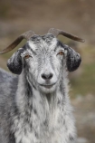 agricultural;agriculture;Animal;Animals;country;countryside;Deer-Park-Heights;farm;farming;farmland;farms;feral-goat;feral-goats;goat;goats;Kelvin-Heights;Lake-Wakatipu;Mammal;Mammals;N.Z.;Nature;New-Zealand;NZ;Otago;Outdoor;Outdoors;Outside;Queenstown;Region;rural;S.I.;SI;South-Is;South-Is.;South-Island;Southern-Lakes;Southern-Lakes-District;Southern-Lakes-Region;The-Deer-Park;ungulate;ungulates;Wild;wild-goat;wild-goats;Wildlife;Zoology