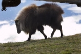 agricultural;agriculture;Animal;Animals;calm;country;countryside;Deer-Park-Heights;farm;farming;farmland;farms;field;fields;Hemitragus-jemlahicus;Hemitragus-jemlaicus;Himalayan-Tahr;Himalayan-Thar;Kelvin-Heights;Lake-Wakatipu;male;males;Mammal;Mammals;meadow;meadows;N.Z.;Nature;New-Zealand;NZ;Otago;Outdoor;Outdoors;Outside;paddock;paddocks;pasture;pastures;placid;Queenstown;quiet;reflection;reflections;Region;rural;S.I.;serene;SI;smooth;South-Is;South-Is.;South-Island;Southern-Lakes;Southern-Lakes-District;Southern-Lakes-Region;still;Tahr;Tahrs;Thar;Thars;The-Deer-Park;tranquil;ungulate;ungulates;water;Wild;Wildlife;Zoology