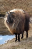 agricultural;agriculture;Animal;Animals;calm;country;countryside;Deer-Park-Heights;farm;farming;farmland;farms;field;fields;Hemitragus-jemlahicus;Hemitragus-jemlaicus;Himalayan-Tahr;Himalayan-Thar;Kelvin-Heights;Lake-Wakatipu;male;males;Mammal;Mammals;meadow;meadows;N.Z.;Nature;New-Zealand;NZ;Otago;Outdoor;Outdoors;Outside;paddock;paddocks;pasture;pastures;placid;Queenstown;quiet;reflection;reflections;Region;rural;S.I.;serene;SI;smooth;South-Is;South-Is.;South-Island;Southern-Lakes;Southern-Lakes-District;Southern-Lakes-Region;still;Tahr;Tahrs;Thar;Thars;The-Deer-Park;tranquil;ungulate;ungulates;water;Wild;Wildlife;Zoology
