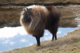 agricultural;agriculture;Animal;Animals;calm;country;countryside;Deer-Park-Heights;farm;farming;farmland;farms;field;fields;Hemitragus-jemlahicus;Hemitragus-jemlaicus;Himalayan-Tahr;Himalayan-Thar;Kelvin-Heights;Lake-Wakatipu;male;males;Mammal;Mammals;meadow;meadows;N.Z.;Nature;New-Zealand;NZ;Otago;Outdoor;Outdoors;Outside;paddock;paddocks;pasture;pastures;placid;Queenstown;quiet;reflection;reflections;Region;rural;S.I.;serene;SI;smooth;South-Is;South-Is.;South-Island;Southern-Lakes;Southern-Lakes-District;Southern-Lakes-Region;still;Tahr;Tahrs;Thar;Thars;The-Deer-Park;tranquil;ungulate;ungulates;water;Wild;Wildlife;Zoology