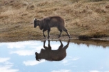 agricultural;agriculture;Animal;Animals;calm;country;countryside;Deer-Park-Heights;farm;farming;farmland;farms;field;fields;Hemitragus-jemlahicus;Hemitragus-jemlaicus;Himalayan-Tahr;Himalayan-Thar;Kelvin-Heights;Lake-Wakatipu;Mammal;Mammals;meadow;meadows;N.Z.;Nature;New-Zealand;NZ;Otago;Outdoor;Outdoors;Outside;paddock;paddocks;pasture;pastures;placid;Queenstown;quiet;reflection;reflections;Region;rural;S.I.;serene;SI;smooth;South-Is;South-Is.;South-Island;Southern-Lakes;Southern-Lakes-District;Southern-Lakes-Region;still;Tahr;Tahrs;Thar;Thars;The-Deer-Park;tranquil;ungulate;ungulates;water;Wild;Wildlife;Zoology