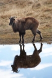 agricultural;agriculture;Animal;Animals;calm;country;countryside;Deer-Park-Heights;farm;farming;farmland;farms;field;fields;Hemitragus-jemlahicus;Hemitragus-jemlaicus;Himalayan-Tahr;Himalayan-Thar;Kelvin-Heights;Lake-Wakatipu;Mammal;Mammals;meadow;meadows;N.Z.;Nature;New-Zealand;NZ;Otago;Outdoor;Outdoors;Outside;paddock;paddocks;pasture;pastures;placid;Queenstown;quiet;reflection;reflections;Region;rural;S.I.;serene;SI;smooth;South-Is;South-Is.;South-Island;Southern-Lakes;Southern-Lakes-District;Southern-Lakes-Region;still;Tahr;Tahrs;Thar;Thars;The-Deer-Park;tranquil;ungulate;ungulates;water;Wild;Wildlife;Zoology
