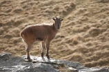 agricultural;agriculture;Animal;Animals;calm;country;countryside;Deer-Park-Heights;farm;farming;farmland;farms;field;fields;Hemitragus-jemlahicus;Hemitragus-jemlaicus;Himalayan-Tahr;Himalayan-Thar;Kelvin-Heights;Lake-Wakatipu;Mammal;Mammals;meadow;meadows;N.Z.;Nature;New-Zealand;NZ;Otago;Outdoor;Outdoors;Outside;paddock;paddocks;pasture;pastures;placid;Queenstown;quiet;reflection;reflections;Region;rural;S.I.;serene;SI;smooth;South-Is;South-Is.;South-Island;Southern-Lakes;Southern-Lakes-District;Southern-Lakes-Region;still;Tahr;Tahrs;Thar;Thars;The-Deer-Park;tranquil;ungulate;ungulates;water;Wild;Wildlife;Zoology