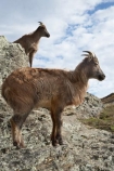 agricultural;agriculture;Animal;Animals;calm;country;countryside;Deer-Park-Heights;farm;farming;farmland;farms;field;fields;Hemitragus-jemlahicus;Hemitragus-jemlaicus;Himalayan-Tahr;Himalayan-Thar;Kelvin-Heights;Lake-Wakatipu;Mammal;Mammals;meadow;meadows;N.Z.;Nature;New-Zealand;NZ;Otago;Outdoor;Outdoors;Outside;paddock;paddocks;pasture;pastures;placid;Queenstown;quiet;reflection;reflections;Region;rural;S.I.;serene;SI;smooth;South-Is;South-Is.;South-Island;Southern-Lakes;Southern-Lakes-District;Southern-Lakes-Region;still;Tahr;Tahrs;Thar;Thars;The-Deer-Park;tranquil;ungulate;ungulates;water;Wild;Wildlife;Zoology