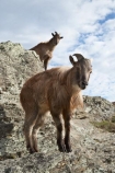 agricultural;agriculture;Animal;Animals;calm;country;countryside;Deer-Park-Heights;farm;farming;farmland;farms;field;fields;Hemitragus-jemlahicus;Hemitragus-jemlaicus;Himalayan-Tahr;Himalayan-Thar;Kelvin-Heights;Lake-Wakatipu;Mammal;Mammals;meadow;meadows;N.Z.;Nature;New-Zealand;NZ;Otago;Outdoor;Outdoors;Outside;paddock;paddocks;pasture;pastures;placid;Queenstown;quiet;reflection;reflections;Region;rural;S.I.;serene;SI;smooth;South-Is;South-Is.;South-Island;Southern-Lakes;Southern-Lakes-District;Southern-Lakes-Region;still;Tahr;Tahrs;Thar;Thars;The-Deer-Park;tranquil;ungulate;ungulates;water;Wild;Wildlife;Zoology