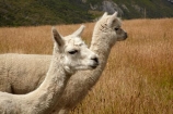 agricultural;agriculture;alpaca;alpacas;Central-Otago;country;countryside;domestic-animal;domestic-animals;farm;farming;farmland;farms;field;fields;Gibbston-River-Track;Gibbston-River-Trail;Gibbston-Valley;Gibbston-Valley-Track;Gibbston-Valley-Trail;meadow;meadows;N.Z.;New-Zealand;NZ;Otago;paddock;paddocks;pasture;pastures;Queenstown-region;rural;S.I.;SI;South-Is.;South-Island;Southern-Lakes;Southern-Lakes-District;Southern-Lakes-Region;stock;Vicugna-pacos