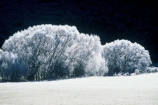 cold;color;colors;colour;colours;freeze;freezing;frost;frosty;frozen;ice;tree;white;willows;winter