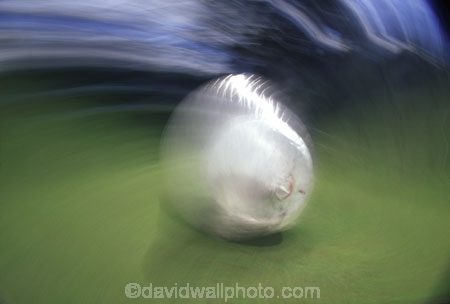 adrenaline;fast;roll;rolls;rolling;spin;spins;spinning;action;excitement;zorb;zorbing;adventure;tourism;ball;tourist;tourists;blur;movement