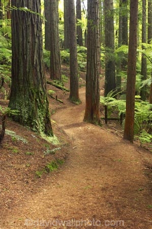 bay-of-plenty;beautiful;beauty;bush;conifer;conifers;footpath;footpaths;forest;forests;New-Zealand;north-is.;north-island;path;paths;peaceful;redwood;redwoods;rotorua;scene;scenic;serene;timber;track;tracks;tree;tree-trunk;tree-trunks;trees;trunk;trunks;walking-track;walking-tracks;wood;woods