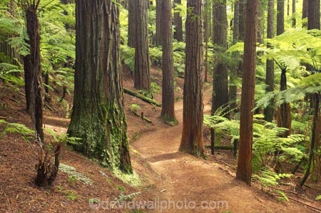 bay-of-plenty;beautiful;beauty;bush;conifer;conifers;footpath;footpaths;forest;forests;New-Zealand;north-is.;north-island;path;paths;peaceful;redwood;redwoods;rotorua;scene;scenic;serene;timber;track;tracks;tree;tree-trunk;tree-trunks;trees;trunk;trunks;walking-track;walking-tracks;wood;woods