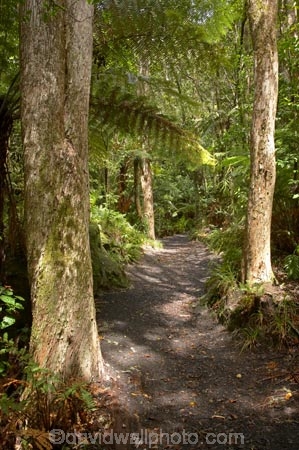 beautiful;beauty;bush;endemic;forest;forests;green;hike;hiking-track;hiking-tracks;Lake-Tarawera-Scenic-Reserve;N.I.;N.Z.;native;native-bush;natives;natural;nature;New-Zealand;NI;North-Is;North-Island;NZ;scene;scenic;timber;tramp;tramping;tramping-tack;tramping-tracks;tree;tree-trunk;tree-trunks;trees;trek;treking;trekking;trunk;trunks;walk;walking-track;walking-tracks;wood;woods