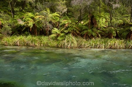 beautiful;beauty;bush;clean-water;clear-water;cyathea;Eastern-Bay-of-Plenty;endemic;fern;ferns;forest;forests;frond;fronds;green;Kawerau;Lake-Tarawera-Scenic-Reserve;N.I.;N.Z.;native;native-bush;natives;natural;nature;New-Zealand;NI;North-Is;North-Island;NZ;plant;plants;ponga;pongas;punga;pungas;river;rivers;scene;scenic;Tarawera-River;timber;tree;tree-fern;tree-ferns;trees;water;wood;woods