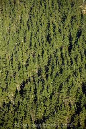 aerial;aerial-image;aerial-images;aerial-photo;aerial-photograph;aerial-photographs;aerial-photography;aerial-photos;aerial-view;aerial-views;aerials;Bay-of-Plenty-Region;conifer;conifer-forest;conifer-forests;conifers;exotic-forest;exotic-forestry;exotic-forests;forest;forestry;forests;N.I.;N.Z.;New-Zealand;NI;North-Is;North-Island;Nth-Is;NZ;pine-forest;pine-forests;pine-tree;pine-trees;plantation;plantations;Rotorua;timber;tree;trees;trunk;trunks;wood;woods