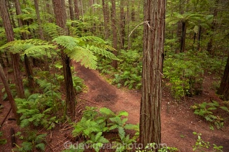 Bay-of-Plenty-Region;bush;eco_tourism;ecotourism;fern;fern-frond;fern-fronds;ferns;forest;frond;fronds;hiking-trail;hiking-trails;N.I.;N.Z.;native-bush;native-forest;New-Zealand;NI;North-Is;North-Island;Nth-Is;NZ;path;paths;pathway;pathways;ponga;pongas;punga;pungas;redwood;Redwood-Forest;redwood-tree;redwood-trees;redwoods;Redwoods-Forest;Redwoods-Treewalk;Rotorua;route;routes;The-Redwoods;tourism;track;tracks;trail;trails;tree-fern;tree-ferns;tree-trunk;tree-trunks;Treetop-walk;Treewalk;trunk;trunks;walking-path;walking-paths;walking-trail;walking-trails;walkway;walkways;Whakarewarewa-Forest