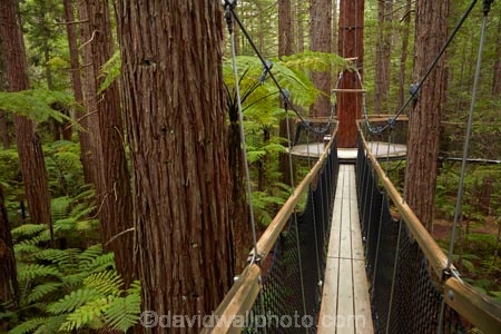 Bay-of-Plenty-Region;bridge;bridges;canopy-walk;eco_tourism;ecotourism;elevated-walkway;foot-bridge;foot-bridges;footbridge;footbridges;N.I.;N.Z.;New-Zealand;NI;North-Is;North-Island;Nth-Is;NZ;pedestrian-bridge;pedestrian-bridges;redwood;Redwood-Forest;redwood-tree;redwood-trees;redwoods;Redwoods-Forest;Redwoods-Treewalk;Rotorua;suspension-bridge;suspension-bridges;swing-bridge;swing-bridges;The-Redwoods;tourism;tree-trunk;tree-trunks;Treetop-walk;Treewalk;trunk;trunks;Whakarewarewa-Forest;wire-bridge;wire-bridges