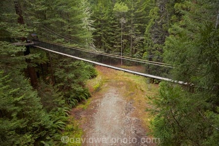 Bay-of-Plenty-Region;bridge;bridges;canopy-walk;eco_tourism;ecotourism;elevated-walkway;foot-bridge;foot-bridges;footbridge;footbridges;N.I.;N.Z.;New-Zealand;NI;North-Is;North-Island;Nth-Is;NZ;pedestrian-bridge;pedestrian-bridges;Redwood-Forest;Redwoods;Redwoods-Forest;Redwoods-Treewalk;Rotorua;suspension-bridge;suspension-bridges;swing-bridge;swing-bridges;The-Redwoods;tourism;Treetop-walk;treewalk;Whakarewarewa-Forest;wire-bridge;wire-bridges