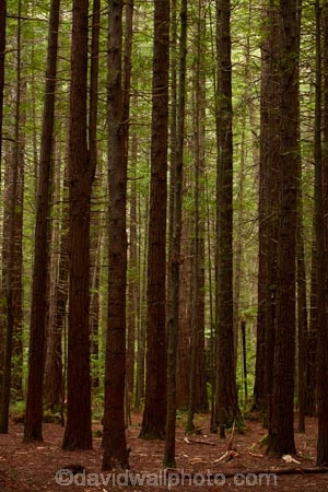Bay-of-Plenty-Region;cant-see-the-forest-for-the-trees;cant-see-the-woods-for-the-trees;N.I.;N.Z.;New-Zealand;NI;North-Is;North-Island;Nth-Is;NZ;redwood;Redwood-Forest;redwood-tree;redwood-trees;redwoods;Redwoods-Forest;Rotorua;The-Redwoods;tree-trunk;tree-trunks;trunk;trunks;Whakarewarewa-Forest