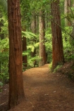 bay-of-plenty;beautiful;beauty;bush;conifer;conifers;footpath;footpaths;forest;forests;New-Zealand;north-is.;north-island;path;paths;peaceful;redwood;redwoods;rotorua;scene;scenic;serene;timber;track;tracks;tree;tree-trunk;tree-trunks;trees;trunk;trunks;walking-track;walking-tracks;wood;woods