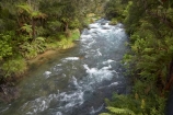 beautiful;beauty;bush;clean-water;clear-water;cyathea;Eastern-Bay-of-Plenty;endemic;fern;ferns;forest;forests;frond;fronds;green;Kawerau;N.I.;N.Z.;native;native-bush;natives;natural;nature;New-Zealand;NI;North-Is;North-Island;NZ;plant;plants;ponga;pongas;punga;pungas;river;rivers;scene;scenic;Tarawera-River;timber;tree;tree-fern;tree-ferns;trees;water;wood;woods