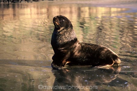 beach;beaches;mammal;mammals;sea-mammal;animal;wildlife;animals;hookers-sea-lion;hookers;Phocarctos-hookeri;Southern-Scenic-Route