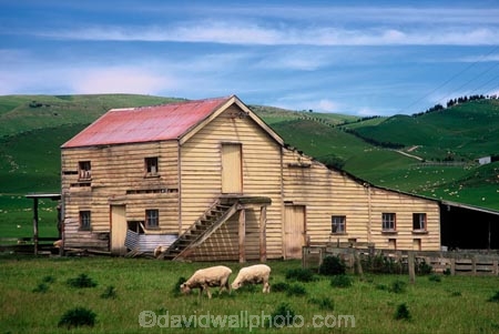 historical;building;barns;wool-shed;woolshed;woolsheds;sheds;sheep;farm;farms;farming;paddock;paddocks;field;fields;pasture;pastures;agriculture;rural;wool;lamb;grass