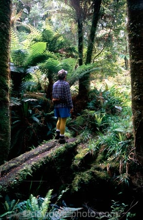 tramper;tramping;hesitate;hesitation;pause;scene;appreciate;appreciation;nature;natural;log;bridge;bridges;mossy;ferns;bush;forest;native;natives;native-bush;guide;tracks;alone;one;person;tourist;beauty;flora;new-zealand;hike;hiking;outdoors;relaxation;pleasure;leisure;man