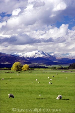 agricultural;agriculture;country;countryside;farm;farming;farmland;farms;fibre;field;fields;grass;grassy;horticulture;lamb;lambs;lush;meadow;meadows;Mossburn;mountain;mountains;New-Zealand;paddock;paddocks;pasture;pastures;rural;sheep;snow;South-Island;Southland;verdant;wool;woolly;wooly