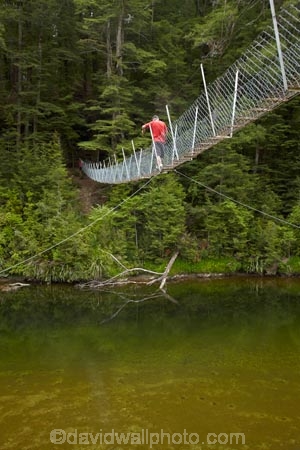 beech-forest;bridge;bridges;bush;foot-bridge;foot-bridges;footbridge;footbridges;forest;hiking-track;hiking-tracks;male;man;N.Z.;native-bush;New-Zealand;NZ;pedestrian-bridge;pedestrian-bridges;people;person;Piano-Flat;river;rivers;S.I.;SI;South-Is;South-Island;Southland;Sth-Is;suspension-bridge;suspension-bridges;swing-bridge;swing-bridges;track;tracks;Waikaia-Forest;Waikaia-River;Waikaia-Valley;walker;walkers;walking-track;walking-tracks;wire-bridge;wire-bridges