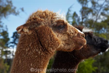 alpaca;alpacas;animal;animals;farm-animal;farm-animals;Mossburn;Mossburn-Country-Park;N.Z.;New-Zealand;NZ;S.I.;SI;South-Is;South-Island;Southland;Sth-Is