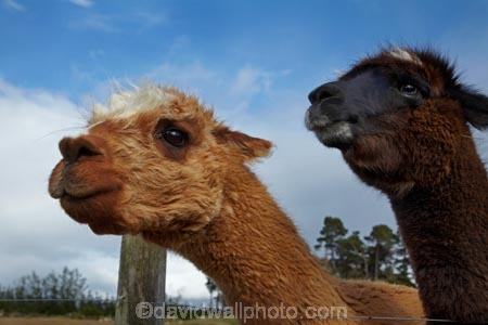 alpaca;alpacas;farm-animal;farm-animals;Mossburn;Mossburn-Country-Park;N.Z.;New-Zealand;NZ;S.I.;SI;South-Is;South-Island;Southland;Sth-Is