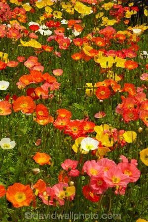 3829;bloom;blooms;botanic-garden;botanic-gardens;botanical-garden;botanical-gardens;color;colorful;colour;colourful;floral;flowers;garden;gardens;invercargill;invercargill-botanic-garden;island;N.Z.;new;new-zealand;NZ;orange;park;poppies;poppy;Queens-Park;Queens-Park-Gardens;Queens-Pk;queens;Queens-Park;Queens-Park-Gardens;Queens-Pk;S.I.;season;seasonal;seasons;SI;south;South-Is;South-Island;Southland;spring;spring-time;spring_time;springtime;Sth-Is.;yellow;zealand