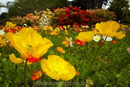 3801;bloom;blooms;botanic-garden;botanic-gardens;botanical-garden;botanical-gardens;color;colorful;colour;colourful;floral;flowers;garden;gardens;invercargill;invercargill-botanic-garden;island;N.Z.;new;new-zealand;NZ;orange;park;poppies;poppy;Queens-Park;Queens-Park-Gardens;Queens-Pk;queens;Queens-Park;Queens-Park-Gardens;Queens-Pk;rhododendron;S.I.;season;seasonal;seasons;SI;south;South-Is;South-Island;Southland;spring;spring-time;spring_time;springtime;Sth-Is.;yellow;zealand
