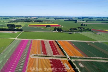 aerial;Aerial-drone;Aerial-drones;aerial-image;aerial-images;aerial-photo;aerial-photograph;aerial-photographs;aerial-photography;aerial-photos;aerial-view;aerial-views;aerials;agricultural;agriculture;bloom;blooming;blooms;color;colorful;colour;colourful;country;countryside;crop;crops;Drone;Drones;Edendale;farm;farming;farmland;farms;field;fields;floral;flower;flower-bed;flower-beds;flower-garden;flower-gardens;flowers;garden;gardens;geometric;green;green-fields;growing;horticulture;line;lines;meadow;meadows;N.Z.;New-Zealand;NZ;orange;orange-flowers;paddock;paddocks;pasture;pastures;pattern;patterns;pink;pink-flowers;Quadcopter-aerial;Quadcopters-aerials;red;red-flowers;row;rows;rural;S.I.;season;seasonal;seasons;SI;South-Is;South-Island;Southland;spring;spring-time;spring_time;springtime;Triflor;tulip;tulips;U.A.V.-aerial;UAV-aerials;vibrant