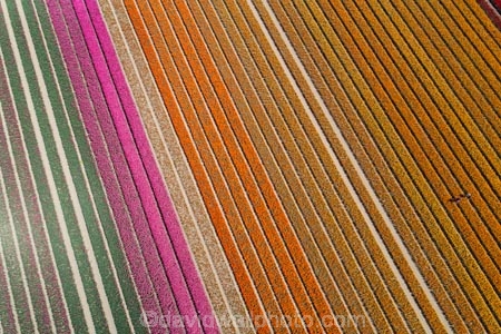 aerial;Aerial-drone;Aerial-drones;aerial-image;aerial-images;aerial-photo;aerial-photograph;aerial-photographs;aerial-photography;aerial-photos;aerial-view;aerial-views;aerials;agricultural;agriculture;bloom;blooming;blooms;color;colorful;colour;colourful;country;countryside;crop;crops;Drone;Drones;Edendale;farm;farm-worker;farm-workers;farming;farmland;farms;field;fields;floral;flower;flower-bed;flower-beds;flower-garden;flower-gardens;flowers;garden;gardens;geometric;growing;horticulture;line;lines;meadow;meadows;N.Z.;New-Zealand;NZ;orange;orange-flowers;paddock;paddocks;pasture;pastures;pattern;patterns;pink;pink-flowers;Quadcopter-aerial;Quadcopters-aerials;row;rows;rural;S.I.;season;seasonal;seasons;SI;South-Is;South-Island;Southland;spring;spring-time;spring_time;springtime;Triflor;tulip;tulips;U.A.V.-aerial;UAV-aerials;vibrant;worker
