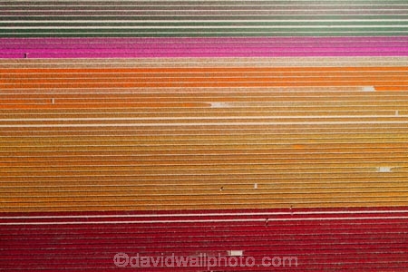 aerial;Aerial-drone;Aerial-drones;aerial-image;aerial-images;aerial-photo;aerial-photograph;aerial-photographs;aerial-photography;aerial-photos;aerial-view;aerial-views;aerials;agricultural;agriculture;bloom;blooming;blooms;color;colorful;colour;colourful;country;countryside;crop;crops;Drone;Drones;Edendale;farm;farm-worker;farm-workers;farming;farmland;farms;field;fields;floral;flower;flower-bed;flower-beds;flower-garden;flower-gardens;flowers;garden;gardens;geometric;growing;horticulture;line;lines;meadow;meadows;N.Z.;New-Zealand;NZ;orange;orange-flowers;paddock;paddocks;pasture;pastures;pattern;patterns;pink;pink-flowers;Quadcopter-aerial;Quadcopters-aerials;red;red-flowers;row;rows;rural;S.I.;season;seasonal;seasons;SI;South-Is;South-Island;Southland;spring;spring-time;spring_time;springtime;Triflor;tulip;tulips;U.A.V.-aerial;UAV-aerials;vibrant;worker