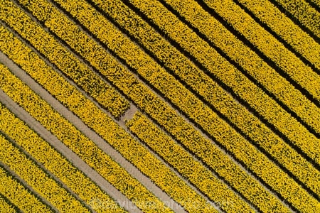 aerial;Aerial-drone;Aerial-drones;aerial-image;aerial-images;aerial-photo;aerial-photograph;aerial-photographs;aerial-photography;aerial-photos;aerial-view;aerial-views;aerials;agricultural;agriculture;bloom;blooming;blooms;color;colorful;colour;colourful;country;countryside;crop;crops;Drone;Drones;Edendale;farm;farming;farmland;farms;field;fields;floral;flower;flower-bed;flower-beds;flower-garden;flower-gardens;flowers;garden;gardens;geometric;growing;horticulture;line;lines;meadow;meadows;N.Z.;New-Zealand;NZ;paddock;paddocks;pasture;pastures;pattern;patterns;Quadcopter-aerial;Quadcopters-aerials;row;rows;rural;S.I.;season;seasonal;seasons;SI;South-Is;South-Island;Southland;spring;spring-time;spring_time;springtime;Triflor;tulip;tulips;U.A.V.-aerial;UAV-aerials;vibrant;yellow;yellow-flowers