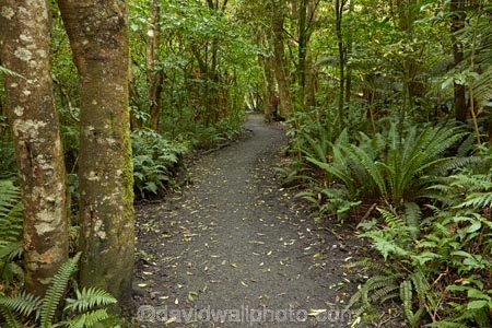 bush;fern;ferns;forest;forests;green;hiking-path;hiking-paths;hiking-trail;hiking-trails;Invercargill;Invercargill-Park;Invercargill-Parks;lush;N.Z.;native;native-bush;native-forest;native-forests;native-tree;native-trees;native-woods;natural;nature;New-Zealand;NZ;park;parks;path;paths;pathway;pathways;remnant-forest;route;routes;S.I.;Seaward-Bush;Seaward-Bush-Reserve;SI;South-Is;South-Island;Southland;Sth-Is;track;tracks;trail;trails;tree;tree-trunk;tree-trunks;trees;walking-path;walking-paths;walking-track;walking-trail;walking-trails;walkway;walkways;wood;woods