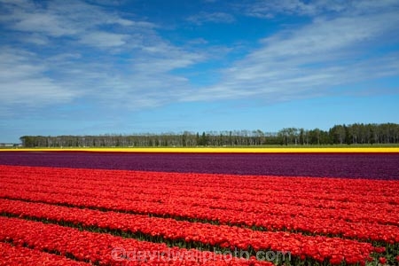 agricultural;agriculture;bloom;blooming;blooms;color;colorful;colour;colourful;country;countryside;crop;crops;Edendale;farm;farming;farmland;farms;field;fields;floral;flower;flower-bed;flower-beds;flower-garden;flower-gardens;flowers;garden;gardens;geometric;growing;horticulture;line;lines;meadow;meadows;N.Z.;New-Zealand;NZ;paddock;paddocks;pasture;pastures;pattern;patterns;red;red-flowers;red-tulips;row;rows;rural;S.I.;season;seasonal;seasons;SI;South-Is;South-Island;Southland;spring;spring-time;spring_time;springtime;Sth-Is;Triflor;tulip;tulip-field;tulip-fields;tulips;vibrant