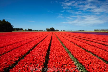 agricultural;agriculture;bloom;blooming;blooms;color;colorful;colour;colourful;country;countryside;crop;crops;Edendale;farm;farming;farmland;farms;field;fields;floral;flower;flower-bed;flower-beds;flower-garden;flower-gardens;flowers;garden;gardens;geometric;growing;horticulture;line;lines;meadow;meadows;N.Z.;New-Zealand;NZ;paddock;paddocks;pasture;pastures;pattern;patterns;red;red-flowers;red-tulips;row;rows;rural;S.I.;season;seasonal;seasons;SI;South-Is;South-Island;Southland;spring;spring-time;spring_time;springtime;Sth-Is;Triflor;tulip;tulip-field;tulip-fields;tulips;vibrant