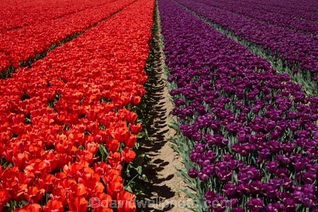 agricultural;agriculture;bloom;blooming;blooms;color;colorful;colour;colourful;country;countryside;crop;crops;Edendale;farm;farming;farmland;farms;field;fields;floral;flower;flower-bed;flower-beds;flower-garden;flower-gardens;flowers;garden;gardens;geometric;growing;horticulture;lilac;line;lines;meadow;meadows;N.Z.;New-Zealand;NZ;paddock;paddocks;pasture;pastures;pattern;patterns;purple;red;red-flowers;red-tulips;row;rows;rural;S.I.;season;seasonal;seasons;SI;South-Is;South-Island;Southland;spring;spring-time;spring_time;springtime;Sth-Is;Triflor;tulip;tulip-field;tulip-fields;tulips;vibrant;violet