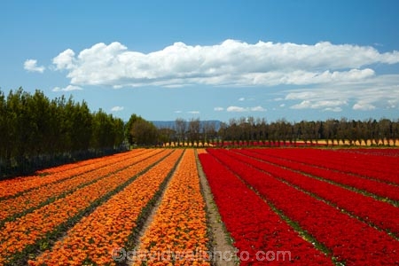 agricultural;agriculture;bloom;blooming;blooms;color;colorful;colour;colourful;country;countryside;crop;crops;Edendale;farm;farming;farmland;farms;field;fields;floral;flower;flower-bed;flower-beds;flower-garden;flower-gardens;flowers;garden;gardens;geometric;growing;horticulture;line;lines;meadow;meadows;N.Z.;New-Zealand;NZ;orange;orange-flowers;orange-tulips;paddock;paddocks;pasture;pastures;pattern;patterns;red;red-flowers;red-tulips;row;rows;rural;S.I.;season;seasonal;seasons;SI;South-Is;South-Island;Southland;spring;spring-time;spring_time;springtime;Sth-Is;Triflor;tulip;tulip-field;tulip-fields;tulips;vibrant