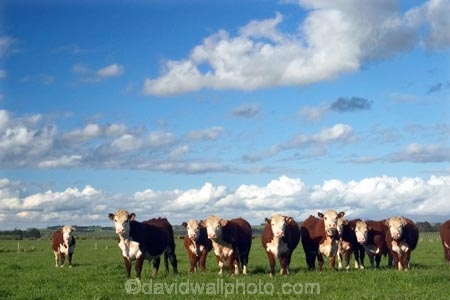 agricultural;agriculture;animal;animals;cattle;country;countryside;cow;cows;dairy;dairy-cow;dairy-cows;farm;farming;farmland;farms;field;fields;fur;gore;grass;grassy;Herbivore;Herbivores;Herbivorous;horticulture;Livestock;mammal;mammals;meadow;meadows;new-zealand;paddock;paddocks;pasture;pastures;rural;south-island;southland;stock