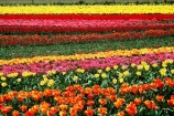 flower;flowers;garden;gardens;tulip;orange;tulips;yellow;red;fields;field;pink;green;field;rural;growing;horticulture;colour;color;colours;colors;cultivation;flora;agriculture;floral;countryside
