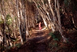 great-walk;walks;tramper;trampers;tramping;tramp;tracks;pack;backpack;hiker;hike;fern;ferns;native-bush;forest;forests;forestry;green;lush;hikers;walk;walker;walkers;walking;hiking;pittosporum-grove;pittosporums;pitosporum;pitosporums