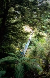 bridges;bridge;wood;wire;wooden;track;hiking;hike;tramp;tramping;hikers;trampers;cross;bush;forest;Cross;Crossing;Outdoor;Outdoors;Outside