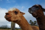 alpaca;alpacas;farm-animal;farm-animals;Mossburn;Mossburn-Country-Park;N.Z.;New-Zealand;NZ;S.I.;SI;South-Is;South-Island;Southland;Sth-Is