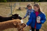 agricultural;agriculture;alpaca;alpacas;animal;animals;boy;boys;brother;brothers;child;children;country;countryside;domestic-animals;farm;farm-animal;farm-animals;farming;farmland;farms;feed;feeding;field;fields;fur;girl;girls;Herbivore;Herbivores;Herbivorous;kid;kids;lama;little-boy;little-boys;little-girl;little-girls;Livestock;mammal;mammals;meadow;meadows;Mossburn;Mossburn-Country-Park;N.Z.;new-zealand;NZ;paddock;paddocks;pasture;pastures;rural;S.I.;SI;sibling;siblings;sister;sisters;South-Is;South-Island;Southland;Sth-Is;stock;wooly