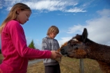 agricultural;agriculture;alpaca;alpacas;animal;animals;boy;boys;brother;brothers;child;children;country;countryside;domestic-animals;farm;farm-animal;farm-animals;farming;farmland;farms;feed;feeding;field;fields;fur;girl;girls;Herbivore;Herbivores;Herbivorous;kid;kids;lama;little-boy;little-boys;little-girl;little-girls;Livestock;mammal;mammals;meadow;meadows;Mossburn;Mossburn-Country-Park;N.Z.;new-zealand;NZ;paddock;paddocks;pasture;pastures;rural;S.I.;SI;sibling;siblings;sister;sisters;South-Is;South-Island;Southland;Sth-Is;stock;wooly